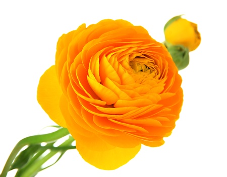 Ranunculus (persian buttercups), isolated on whiteの写真素材
