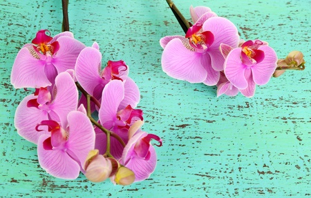 Gentle beautiful orchid on wooden table close-upの写真素材