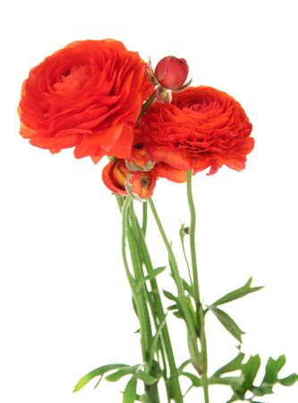 Ranunculus (persian buttercups), isolated on whiteの写真素材