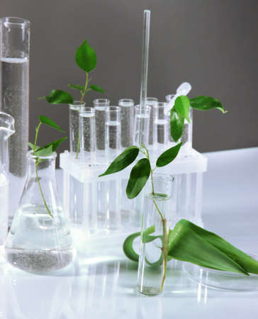 Test tubes with plant on gray backgroundの写真素材