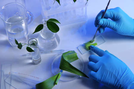 Test tubes with plant on light backgroundの写真素材