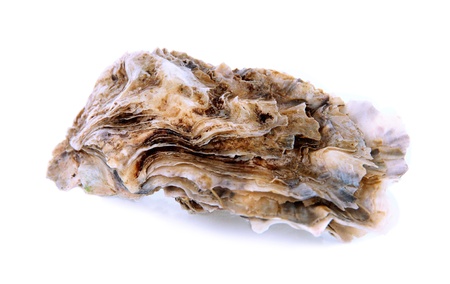 Oysters isolated on white
