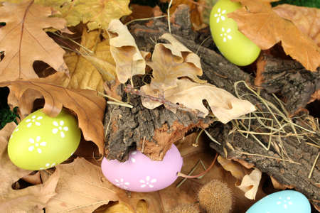 Easter eggs hidden in leavesの写真素材