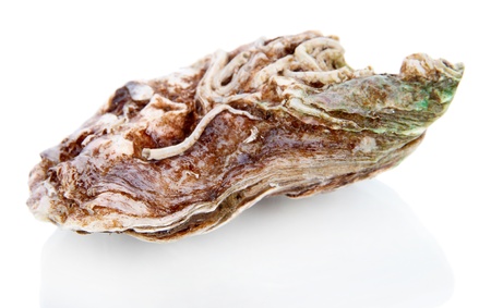 Oysters isolated on whiteの写真素材