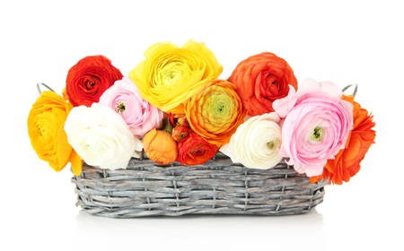 Ranunculus (persian buttercups) in basket, isolated on white