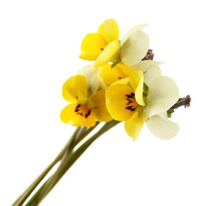 Little wild pansies isolated on whiteの写真素材