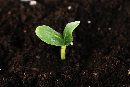 Green seedling growing from soil close-up
の写真素材