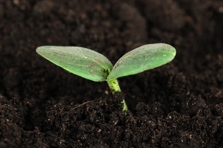Green seedling growing from soil close-up
の写真素材