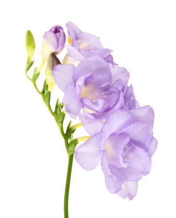 Beautiful freesia, isolated on whiteの写真素材