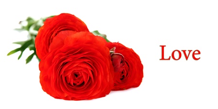 Ranunculus (persian buttercups), isolated on white