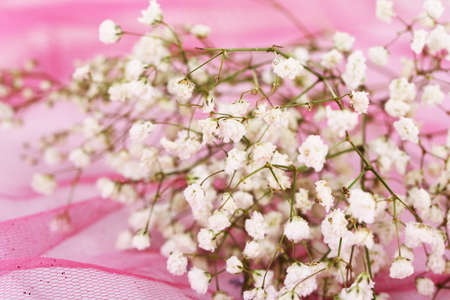 Flowers on a pink backgroundの写真素材