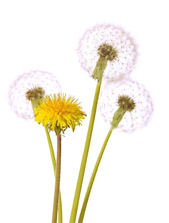 Dandelions isolated on whiteの写真素材