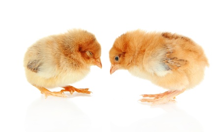 Little chickens isolated on whiteの写真素材