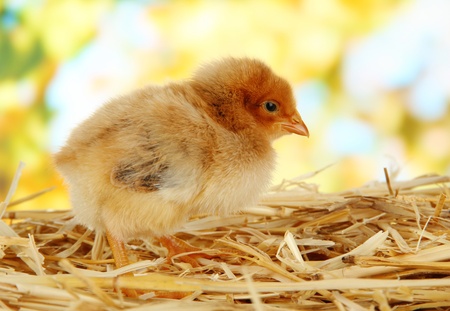 Little chicken on straw on bright background