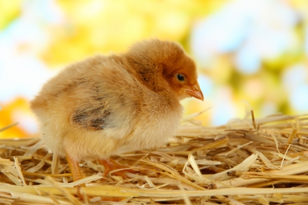 Little chicken on straw on bright backgroundの写真素材
