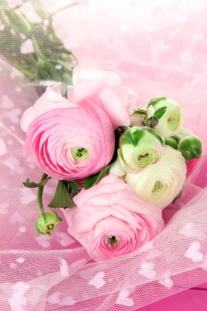 Ranunculus (persian buttercups), on pink clothの写真素材