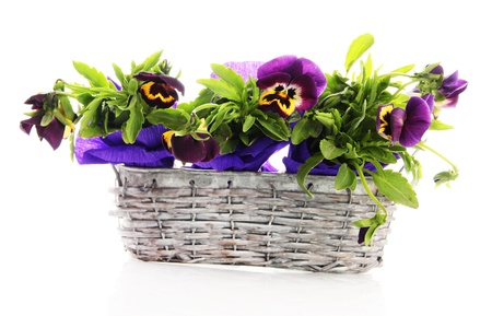 Beautiful pansies in basket isolated on whiteの写真素材