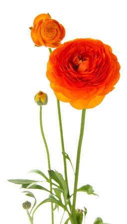 Ranunculus (persian buttercups), isolated on whiteの写真素材