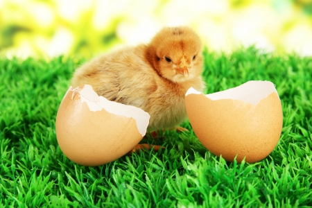 Little chicken with eggshell on grass on bright backgroundの写真素材