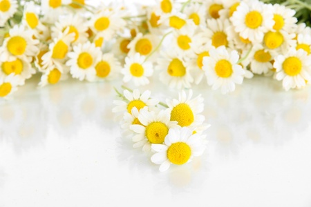Many chamomile isolated on whiteの写真素材