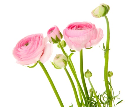 Ranunculus (persian buttercups), isolated on whiteの写真素材