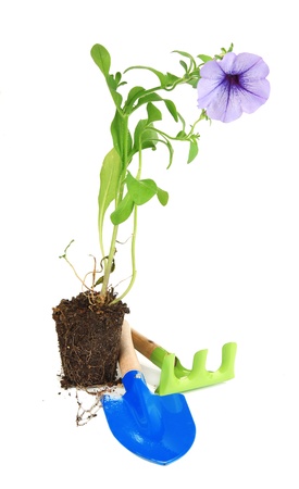 Seedlings and tools gardener isolated on whiteの写真素材