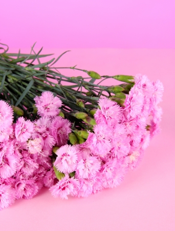 Many small pink cloves on pink backgroundの写真素材