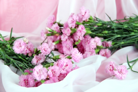 Many small pink cloves on light fabric backgroundの写真素材