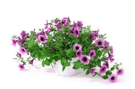Purple petunia in flowerpot isolated on whiteの写真素材