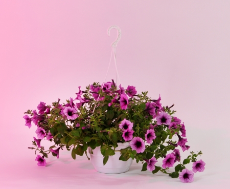 Purple petunia in flowerpot on light pink backgroundの写真素材
