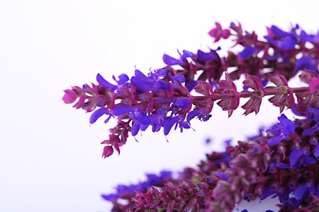 Salvia flowers, isolated on whiteの写真素材