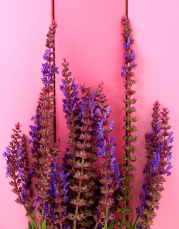 Salvia flowers on pink wooden backgroundの写真素材