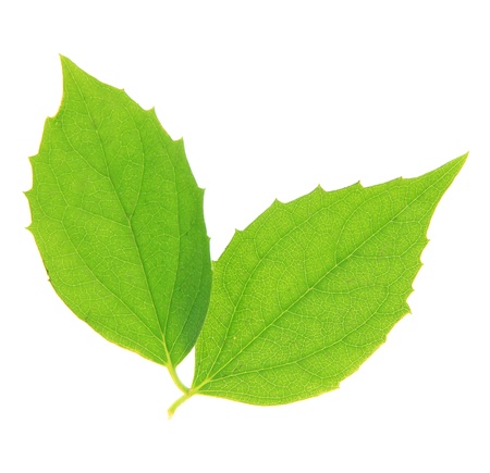 Green leaves isolated on white