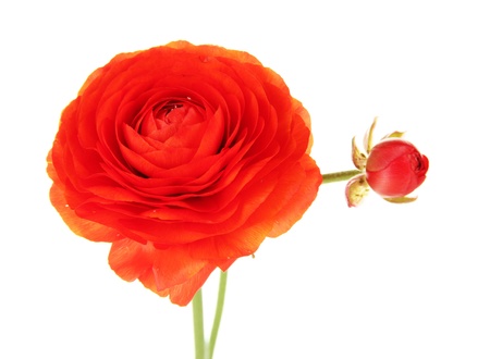 Ranunculus (persian buttercups), isolated on whiteの写真素材