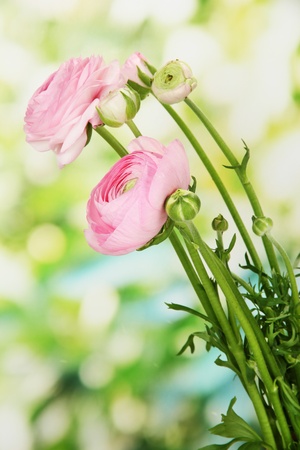 Ranunculus (persian buttercups), on green backgroundの写真素材