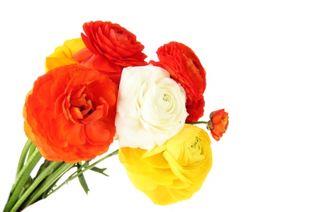 Ranunculus (persian buttercups), isolated on white