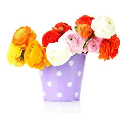 Ranunculus (persian buttercups) in pail, isolated on whiteの写真素材