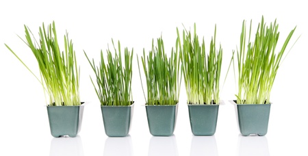 Seed boxes with seedling isolated on whiteの写真素材