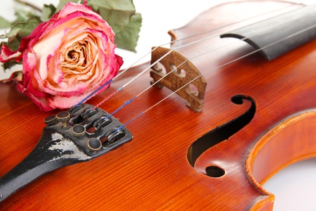 Classical violin with dry rose close upの写真素材