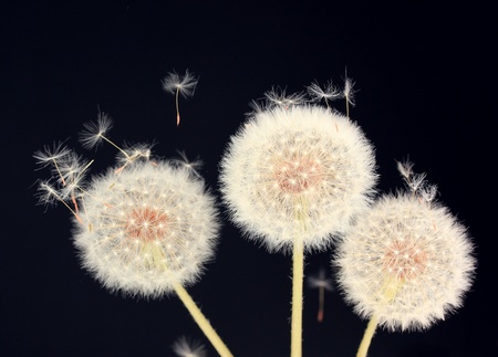 Dandelion and flying seeds on black backgroundの写真素材