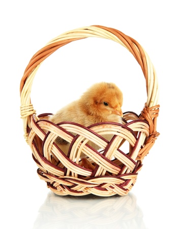 Little chicken in wicker basket isolated on whiteの写真素材