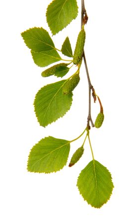 Green birch leaves isolated on whiteの写真素材