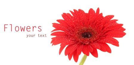 Beautiful red gerbera on white backgroundの写真素材