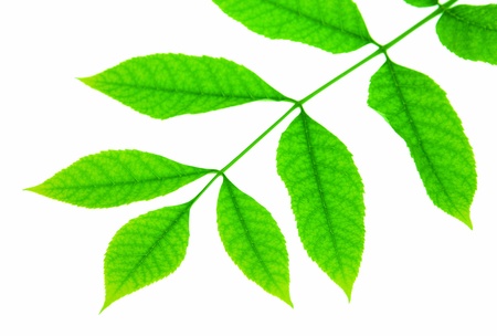 Green leaves isolated on whiteの写真素材