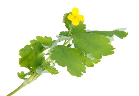 Blooming Celandine isolated on whiteの写真素材