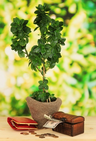 Money tree with money on wooden table on natural backgroundの写真素材