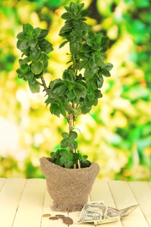 Money tree with money on wooden table on natural backgroundの写真素材