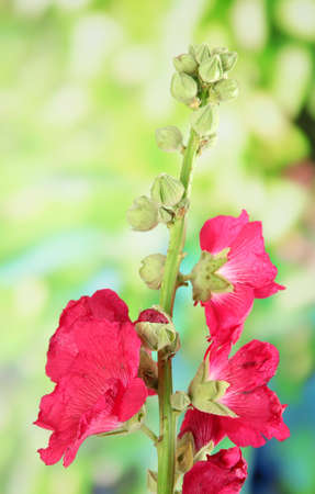 Pink mallow flowers in gardenの写真素材