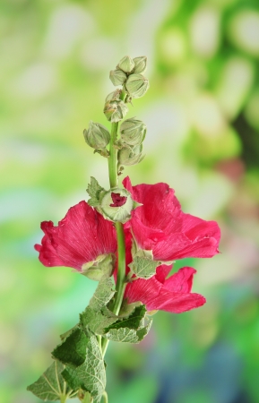 Pink mallow flowers in gardenの写真素材