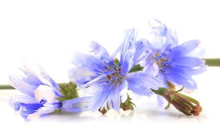 Chicory flowers, isolated on whiteの写真素材